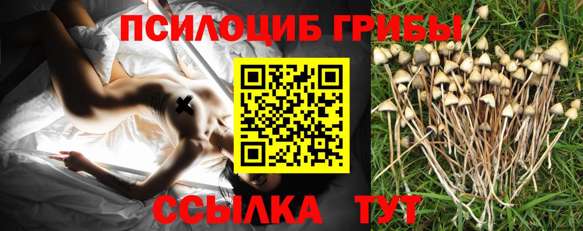 Галлюциногенные грибы Psilocybine cubensis Сорочинск